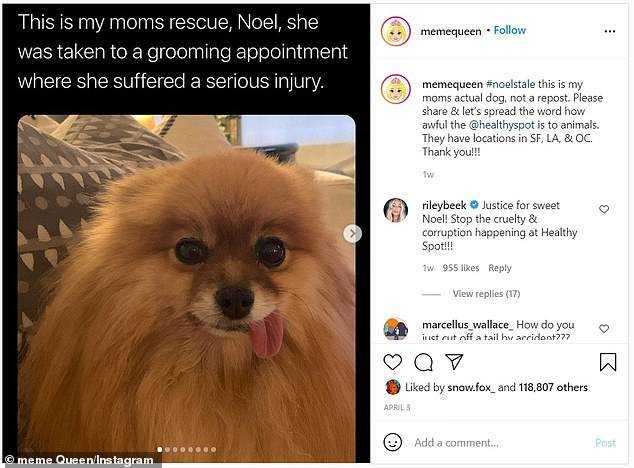 Legal letters obtained by DailyMail.com claim Riley threatened to use her social media clout to destroy Healthy Spot's reputation after a groomer accidentally cut her mother's dog's tail in January. The influencer began sharing posts about the incident on her meme account (pictured) in April